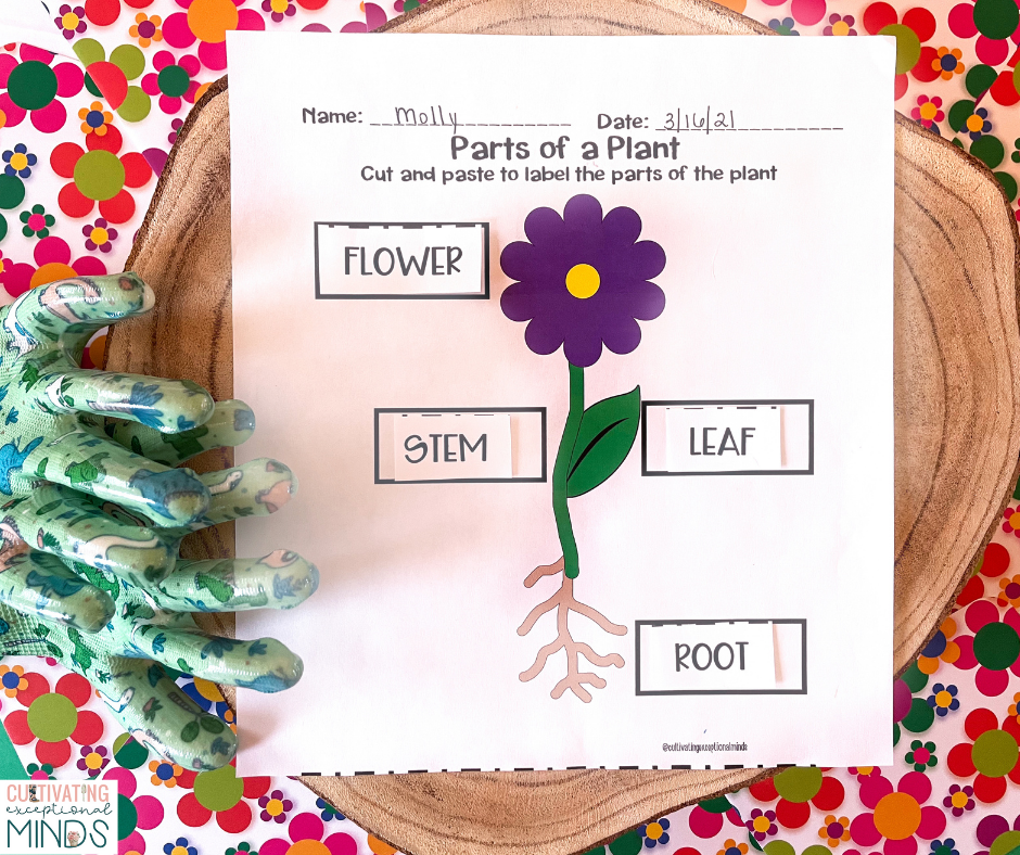 Parts of a plant for kids with special needs labeling activity. Picture of a flower with the parts labeled. 