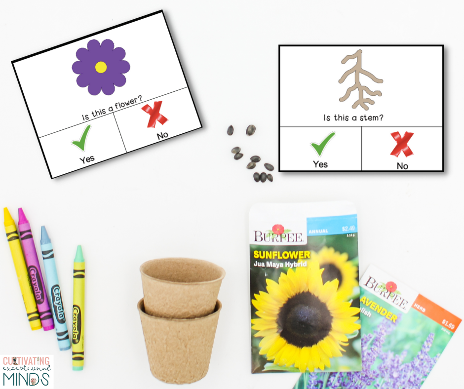 Parts of a plant task cards with yes/no responses pictured with crayons, flower pots, and seeds